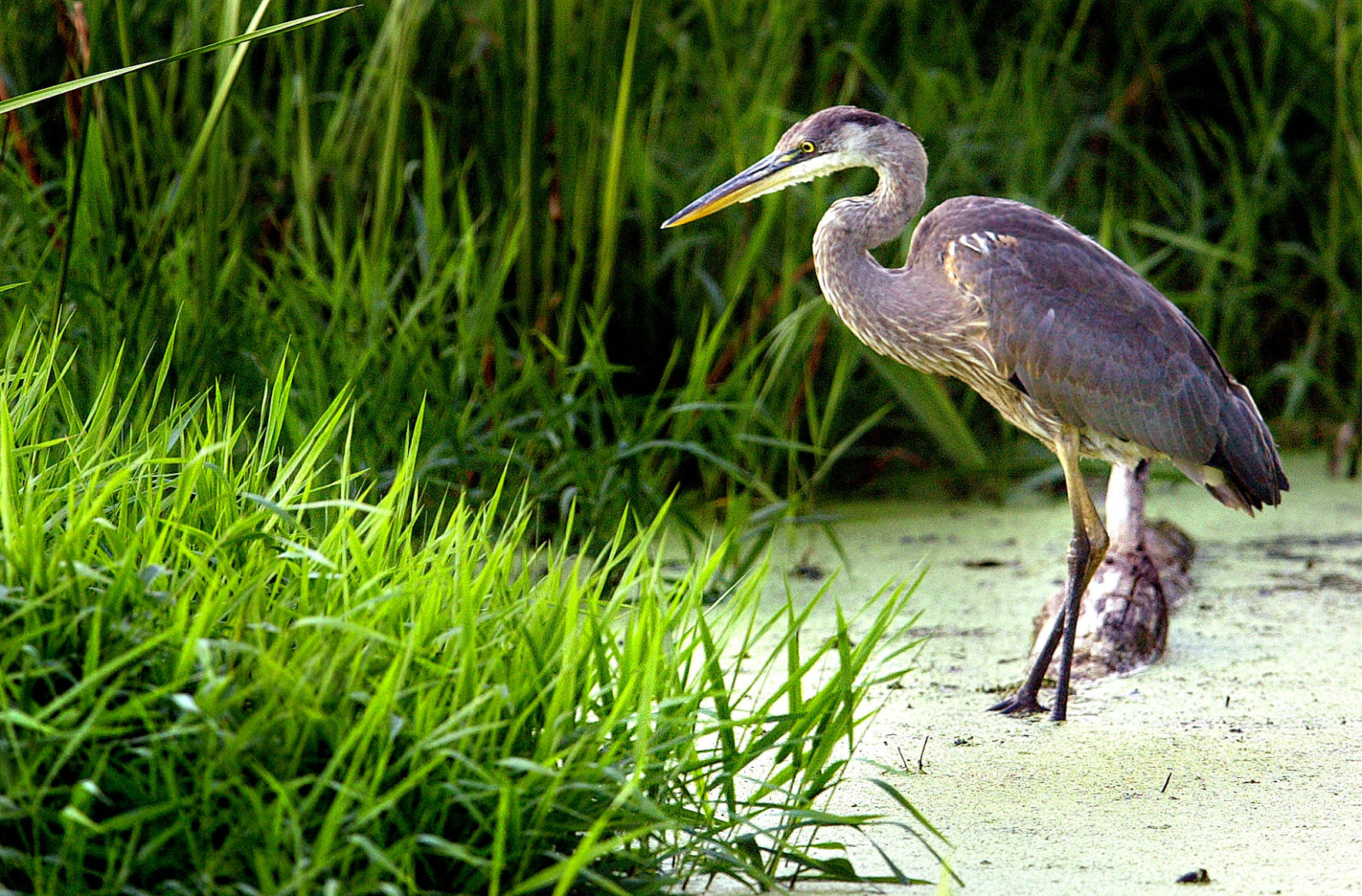 Wildlife in the La Crosse River marsh